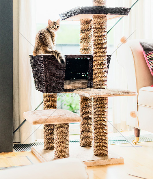 姜趣的小猫窗户的客厅里玩猫树西伯利亚纯种猫图片