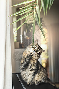 趣的猫客厅里玩棕榈叶图片