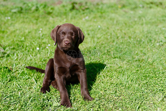 可爱的拉布拉多小狗坐草地上,闭着眼睛图片