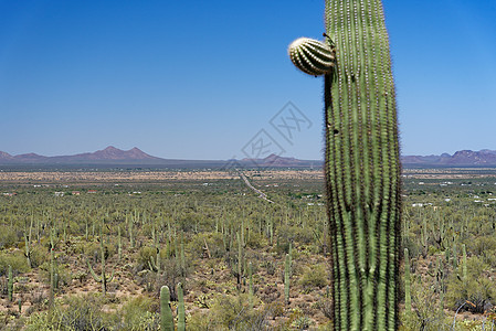 亚利桑那州阿夫拉谷,前景棵萨瓜罗仙人掌图片