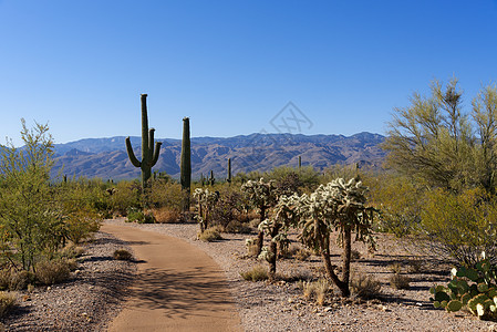 马仁奇峰亚利桑那州萨瓜罗公园东区沙漠生态小径背景