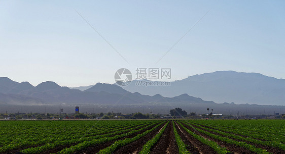 亚利桑那州皮马县马拉纳附近的农田,背景中可见卡塔利纳山脉图片