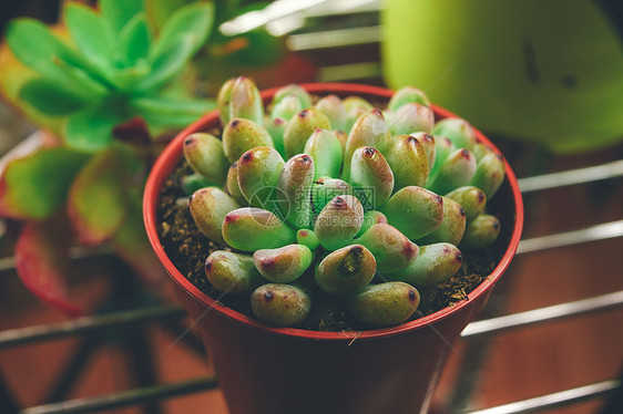 种奇异的肉质植物的惊人特写图片