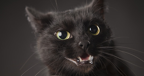 灰色背景上的黑猫图片