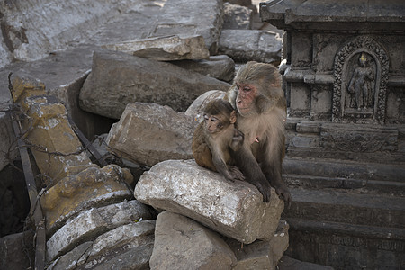 尼泊尔加德满都帕舒帕丁寺的猴子图片