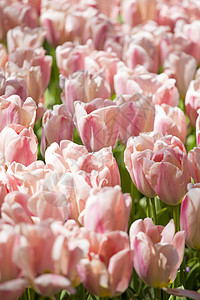 美丽的粉红色郁金香花自然领域图片