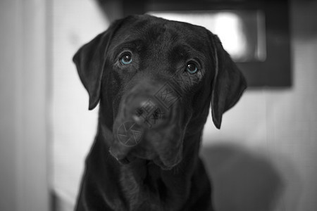 黑白照片狗拉布拉多图片