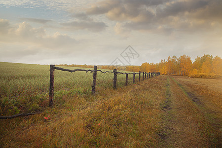 伊尔库茨克田野森林俄罗斯的风景图片