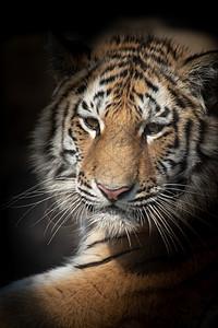 老虎躺树荫下危险的动物图片