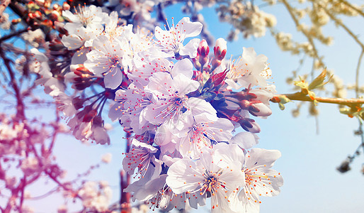 蓝天背景上的樱花春天的花朵花朵图片