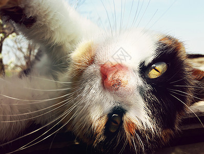 顽皮的家猫躺屋顶上可爱的小猫以种奇怪的姿势图片