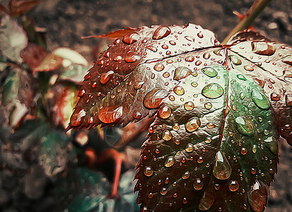 玫瑰叶子上露珠的特写插图雨后的新鲜背景图片