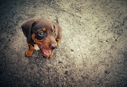 街道上只趣好玩的小狗的插图图片