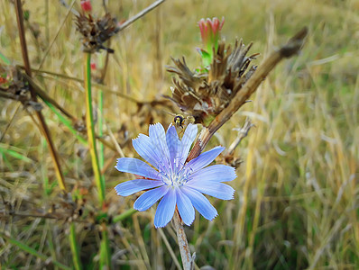 秋天的田野里,朵蓝色的菊苣花只蜜蜂采蜜图片
