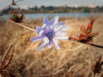 秋天的草地上靠近朵蓝色的菊苣花图片