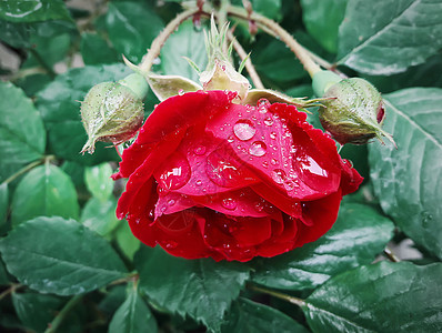 雨后的红色玫瑰自然背景上图片