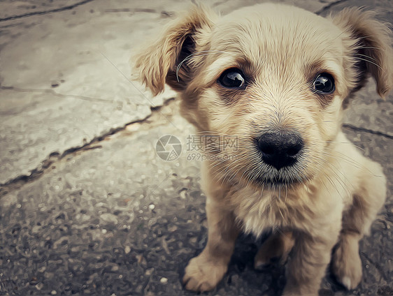 街道上只无家可归的小狗的插图图片