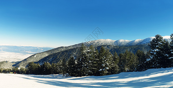 山杉林冬季雪峰,晴天斯科,保加利亚图片