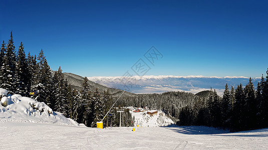 保加利亚斯科滑雪胜地的斜坡雪杉林晴朗的蓝天图片