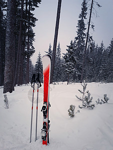滑雪板雪中被杉树森林包围红色滑雪板设备冬季山区背景假期滑雪运动图片