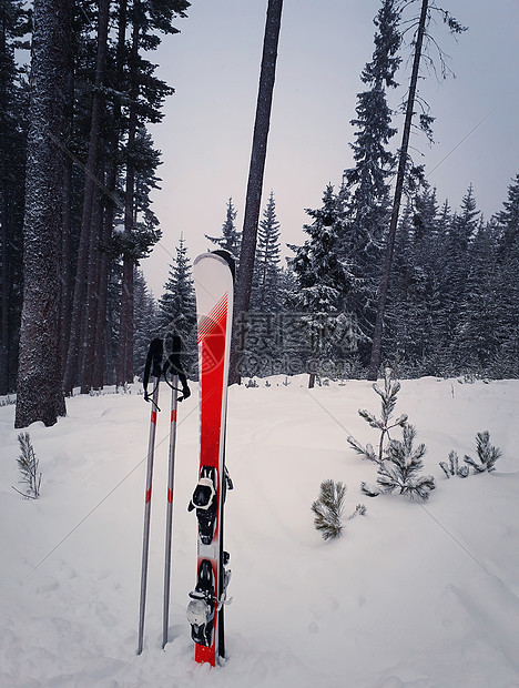 滑雪板雪中被杉树森林包围红色滑雪板设备冬季山区背景假期滑雪运动图片