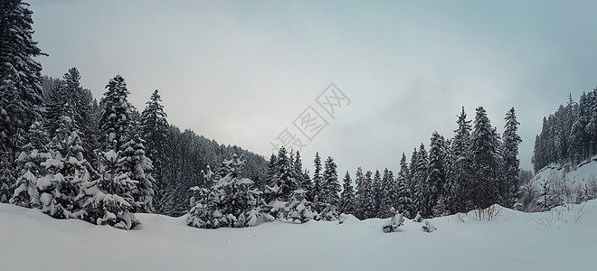 霜冻的山上覆盖着雪的松树美丽的冬季全景冷杉林图片