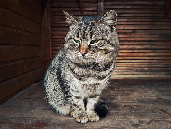 懒惰的猫肖像特写家猫躺张木桌上图片