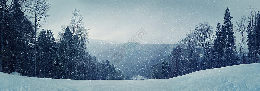 冬季冬季降雪时,冷冬天气下雪时,前景上雪杉树的蒙天森林的冬季全景冷色调处理冬天风景如画的场景图片