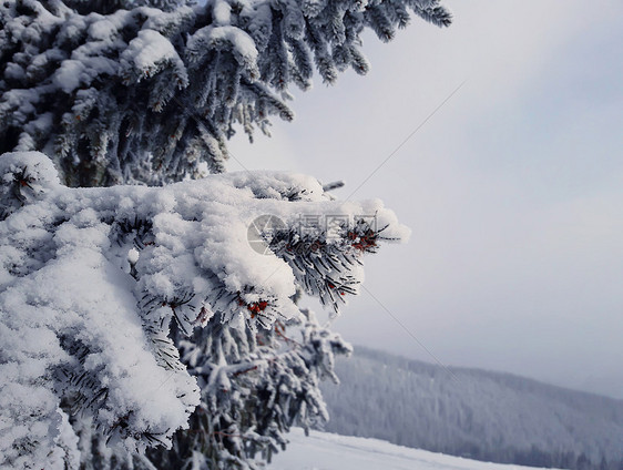 雪林中的冬季冷杉特写寒冷的冬天,松枝上覆盖着雪图片
