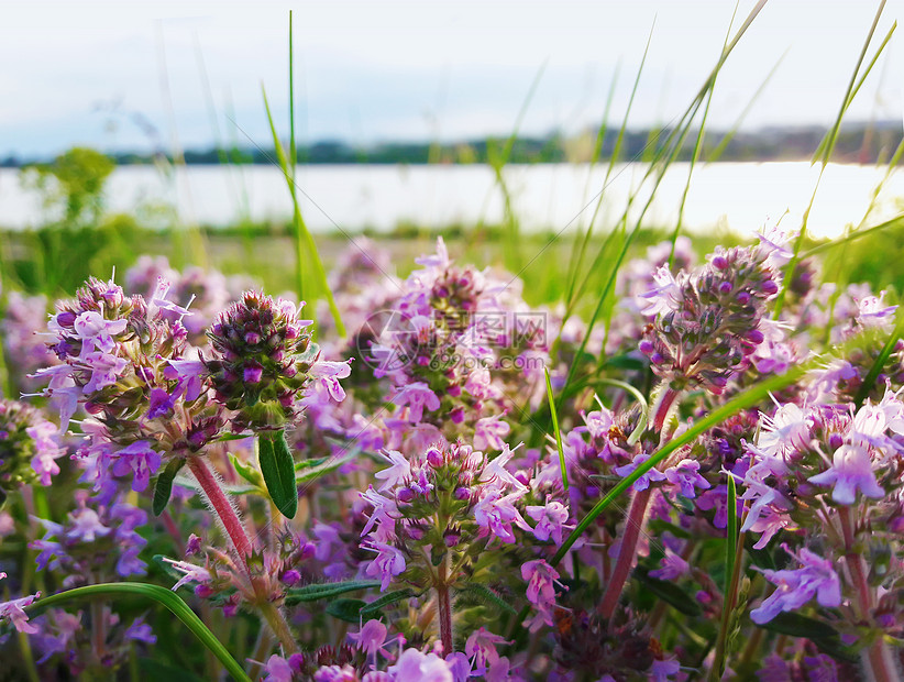 靠近湖边野生的紫色花朵的田野图片