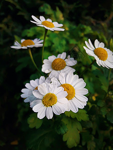 个夏天的绿色草地上,白色的雏菊花,洋甘菊图片