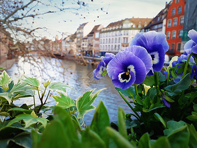 斯特拉斯堡,法国,阿尔萨斯的桥上特写美丽的蓝色花朵五颜六色的浪漫城市与传统的计时器房子河边阳光明媚的日子里的田园风光图片