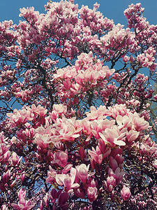 野生粉红色玉兰树芽盛开,花型阳光明媚的蓝天上春天的花簇公园的树枝上开花美丽的自然,季节户外温暖的阳光明媚的日图片