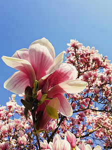 野生粉红色玉兰树芽开花,花型蓝天上春天的花簇公园的树枝上盛开美丽的自然,季节户外温暖的阳光明媚的日子图片