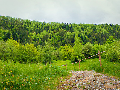 乡村小路穿过绿色的草地,通向山间的春天森林松树杉树的自然景观图片