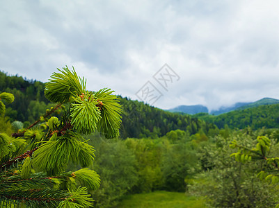 冷杉枝与轻的芽芽春天的山背景山上的针叶林新鲜的绿调景观图片