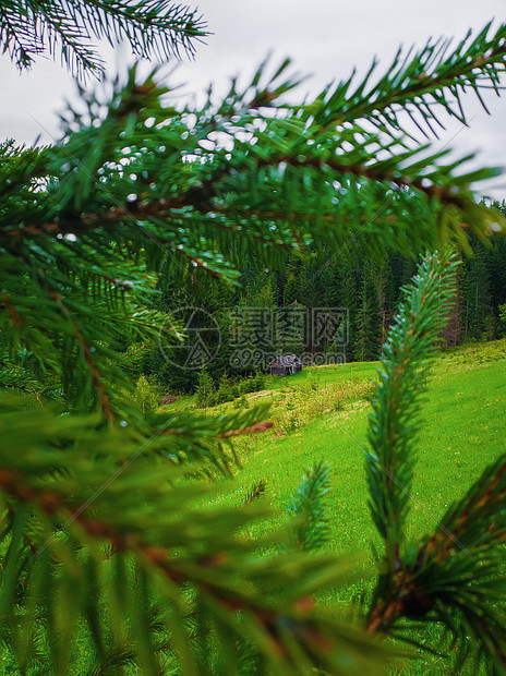 风景如画的春天的山景,郁郁葱葱的牧场上,周围山上的松树林针叶林中间的老房子图片