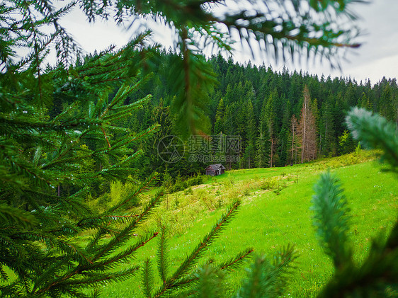 风景如画的春天的山景,郁郁葱葱的牧场上,周围山上的松树林针叶林中间的老房子图片