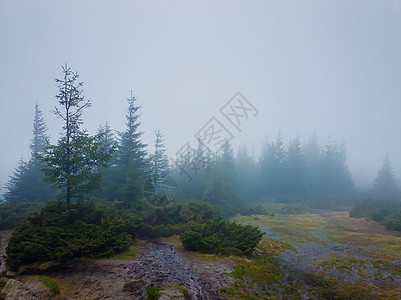 山里的雨天郁郁葱葱的风景,泥泞的草地薄雾笼罩着杉树林图片