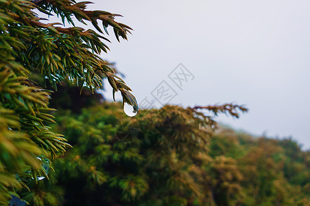 露珠的特写挂针叶树的枝条上雨天常绿的森林里,寒冷的雾蒙蒙的背景图片