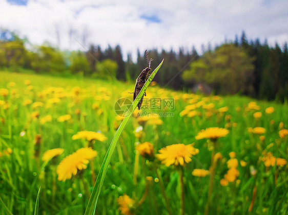 个美丽的春天早晨,只小虫子蒲公英草地上爬片草地上图片