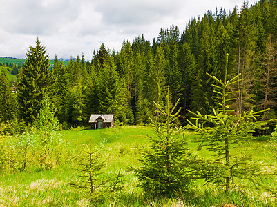 绿色草地上的小杉树,前座被针叶林包围的木制小屋风景如画的春天田园风光背景图片