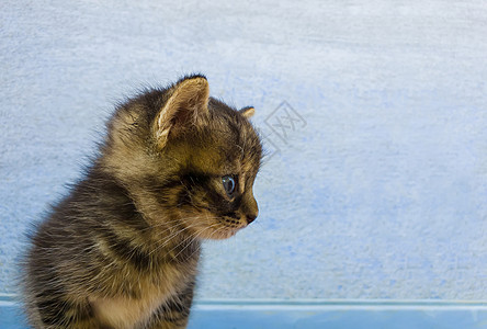 特写只可爱的小条纹灰色小猫的肖像,棕色的斑点蓝色的墙壁背景上显得很好奇图片