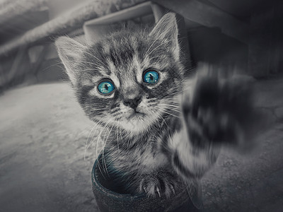 特写只可爱的小条纹小猫的黑白肖像,小猫伸出手相机,用蓝色的眼睛颜色效果看来很好奇高清图片下载-正版图片300082636-摄图网