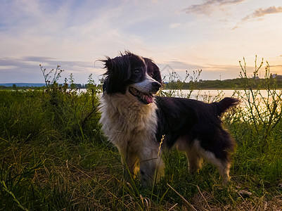 快乐的狗站户外,绿色的田野上,夕阳的背景下,乡村的傍晚散步大自然中图片