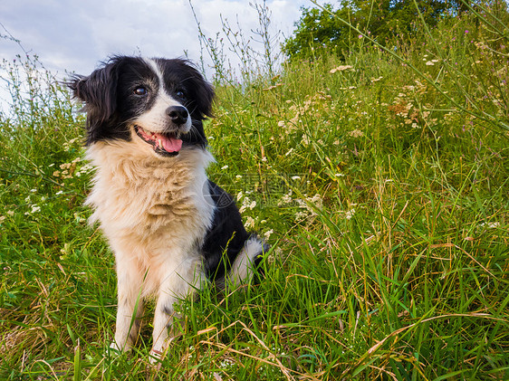 快乐的狗坐大自然中间的草地上,环顾四周,享受阳光明媚的天的寂静图片