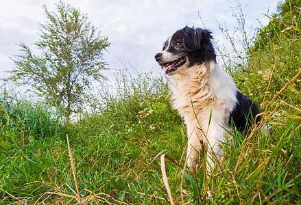 快乐的边境牧羊犬坐草地上,大自然的中间环顾四周,享受阳光明媚的天的寂静图片