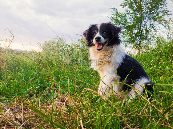 快乐的边境牧羊犬坐乡村的绿色草地上,大自然的中间环顾四周,享受阳光明媚的天的寂静图片