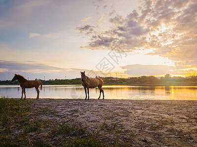 两匹棕色的马,幼驹他的母亲母马,站池塘附近,日落的背景上浇水,湖上倒影图片