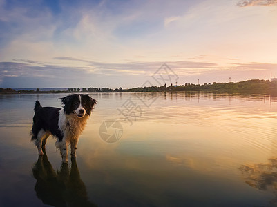 边境牧羊犬的肖像,站池塘的水日落的背景上与倒影湖上美丽的宠物环顾四周,专注地享受着夏日夜寂静图片